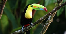 COSTA RICA--Yoga in Paradise w/ Brea